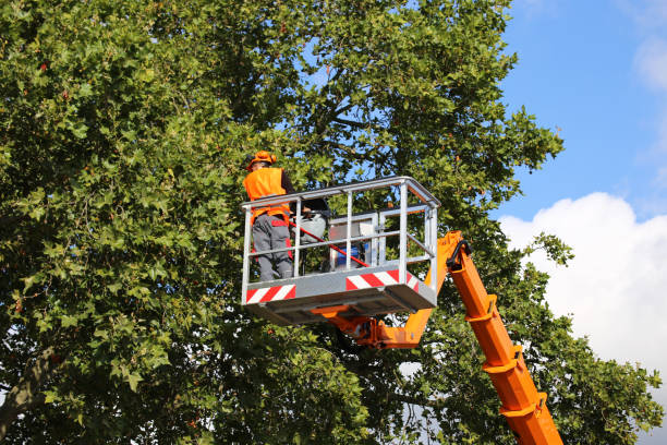 How Our Tree Care Process Works  in  Parkville, PA