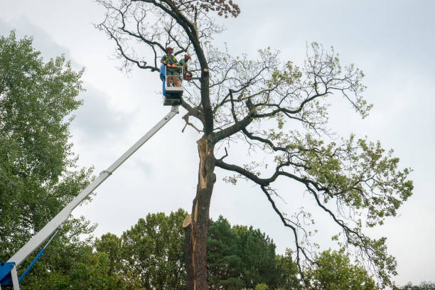 Best Commercial Tree Services  in Rkville, PA